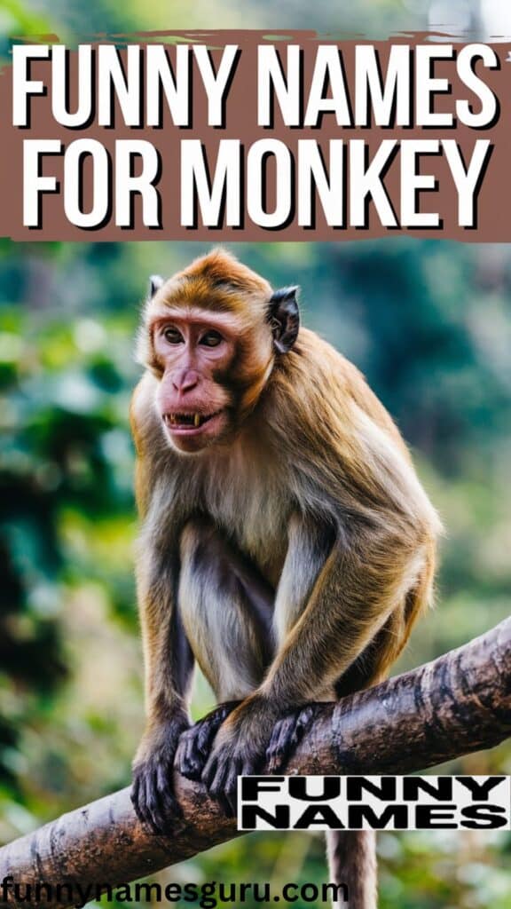 Funny Names for Monkey