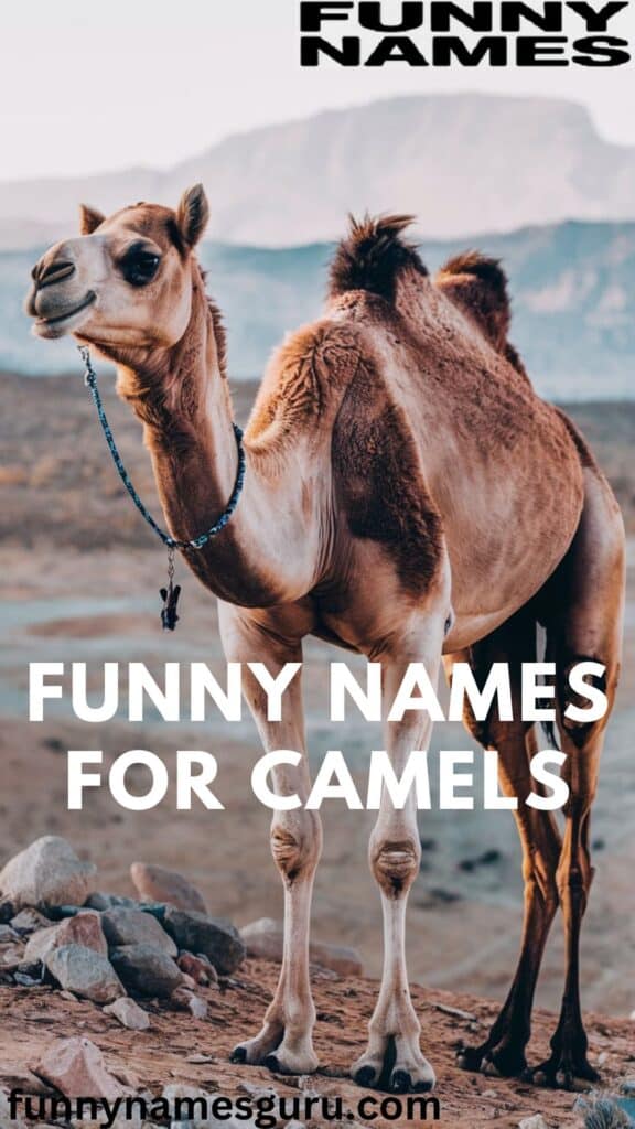 Funny Names for Camels