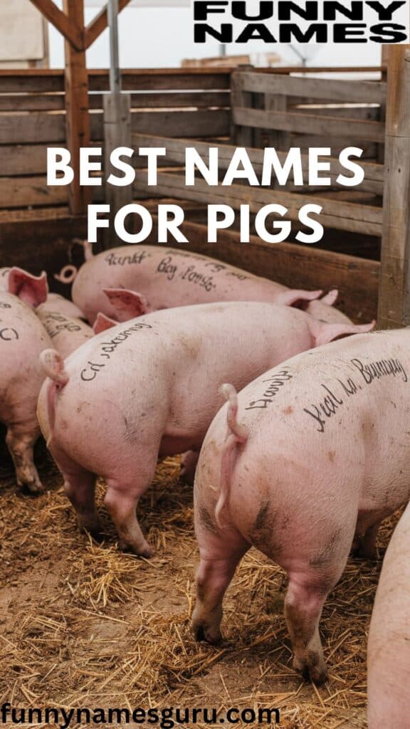 Best Names for Pigs