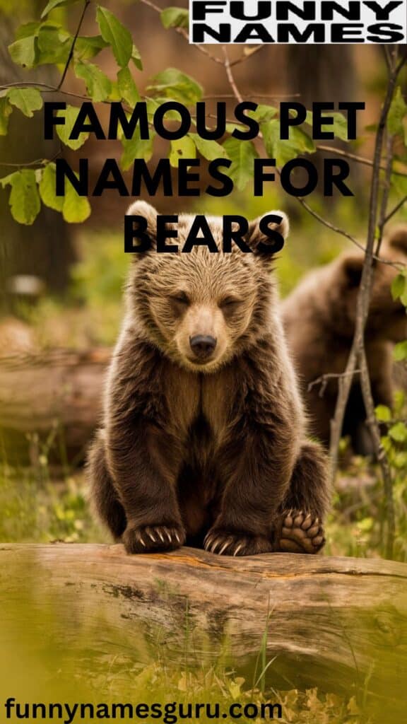 Famous Pet Names for Bears