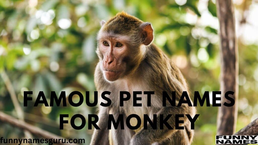 Famous Pet Names for Monkey