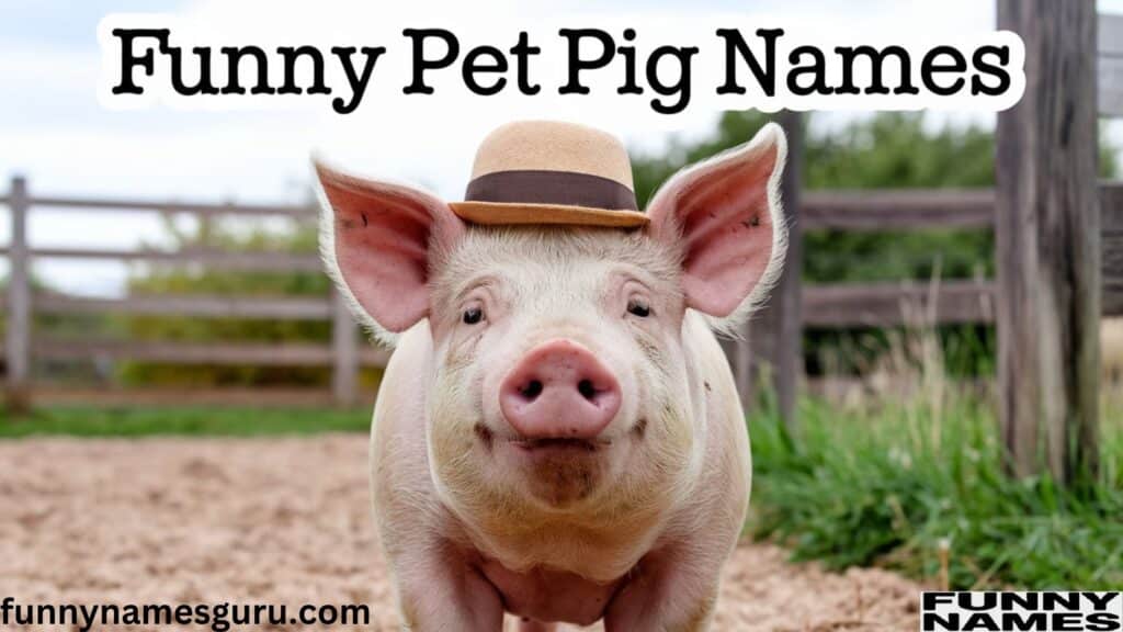 Funny Pet Pig Names