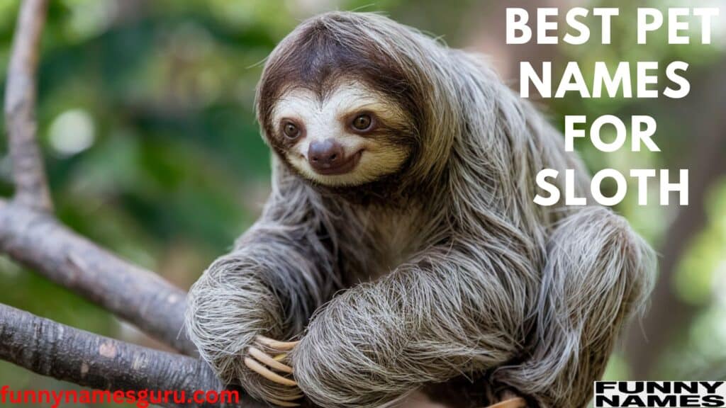 Pet Names for Sloth