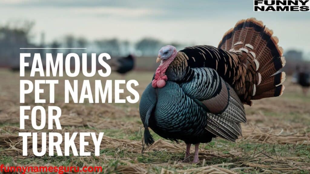 Famous Pet Names for Turkey