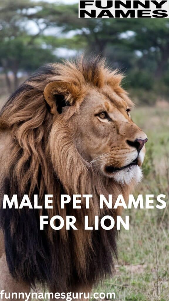 Male Pet Names for Lion