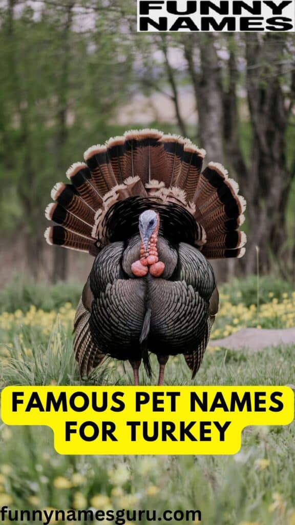 Famous Pet Names for Turkey